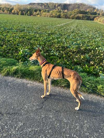 Windhunde - Treffen der besonderen Schönheiten
HERZLICH WILLKOMMEN-Beitrag-Bild