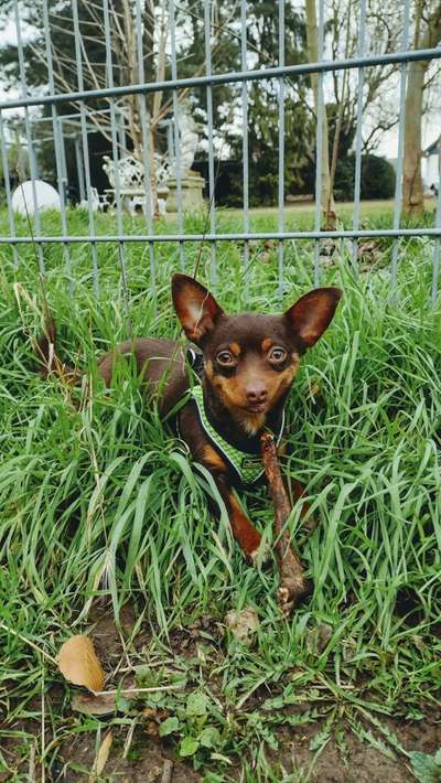 Dogorama Photo Challenge - Einmal lächeln bitte-Beitrag-Bild