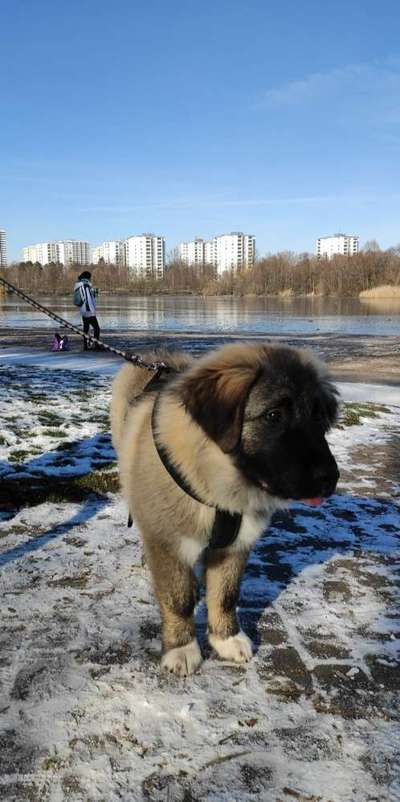 Als Welpen sind sie alle noch süßer-Beitrag-Bild