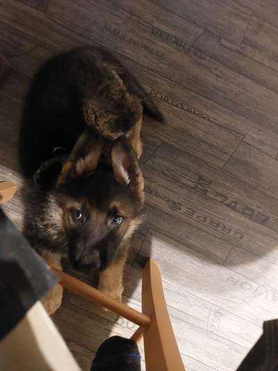 Schäferhund-Beitrag-Bild