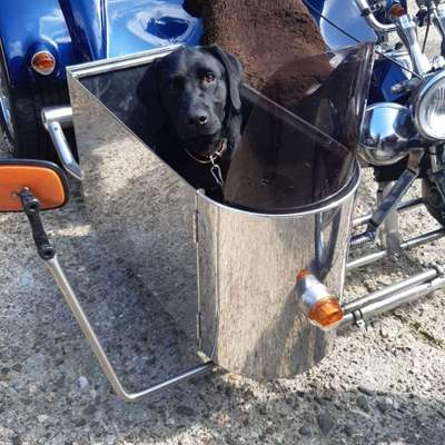 Hundetreffen-Gassi mit Spielrunde am liebsten am Wasser