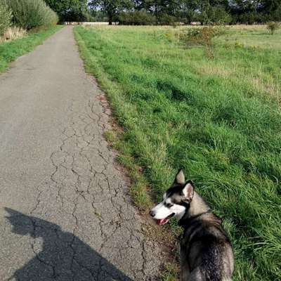 Hundetreffen-Gassirunde Silbersee/Wietzepark/Wietzesee-Bild