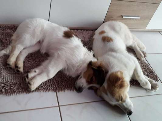 Mehrhundhaltung-Beitrag-Bild