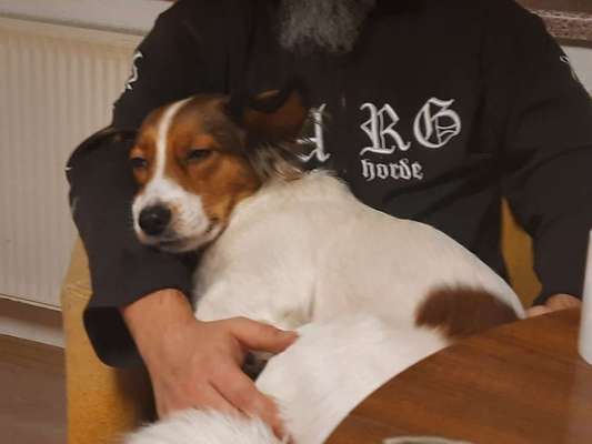 Zeigt mal die schönsten Bilder von euren Hunden !-Beitrag-Bild