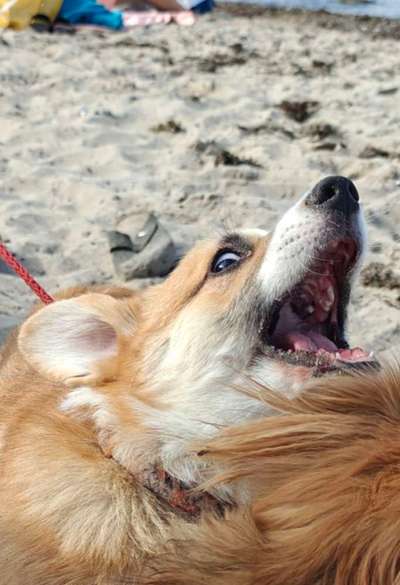 Die lustige Welt der Hunde-Mimik :)-Beitrag-Bild