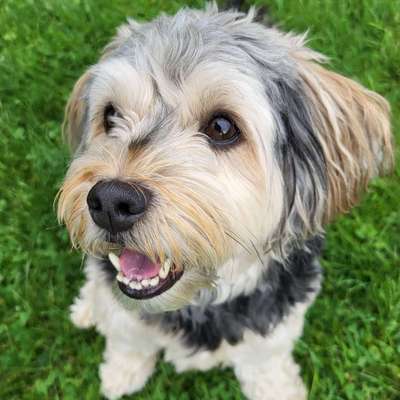 Hundetreffen-Hundefreunde gesucht zum gemeinsamen Spaziergehen, toben usw.