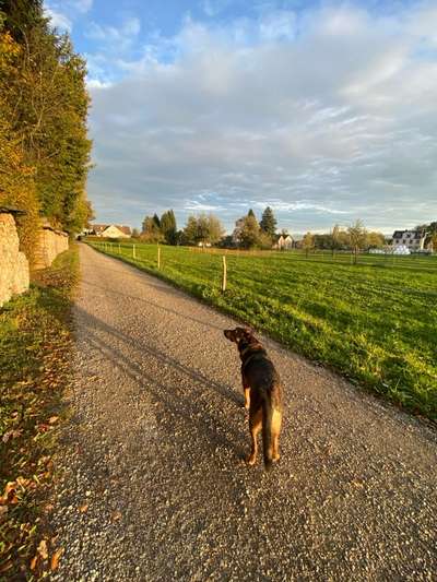 Hundetreffen-Social Walk/Waldrunde-Bild