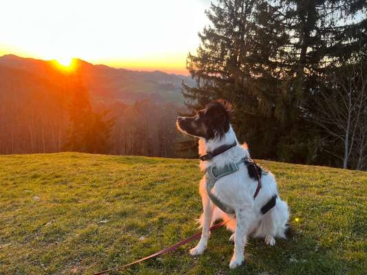 Hundetreffen-Gegenseitige Hilfe-Bild