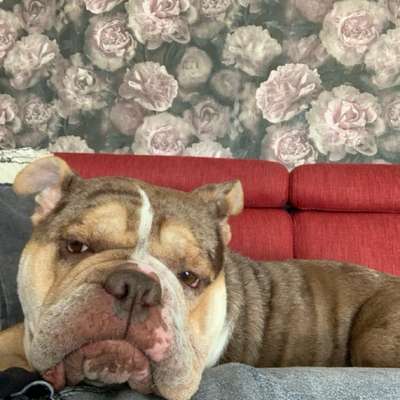 Hundetreffen-Gemeinsam Gassi und spielen-Bild