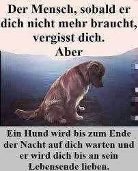 Berührende Hunde Bilder/Videos-Beitrag-Bild