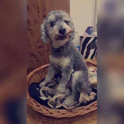 Unsere Fellnasen im Regenbogenland-Beitrag-Bild