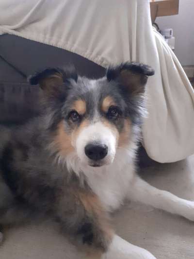 Die Dogorama Kalender Challenge Titelbild-Beitrag-Bild