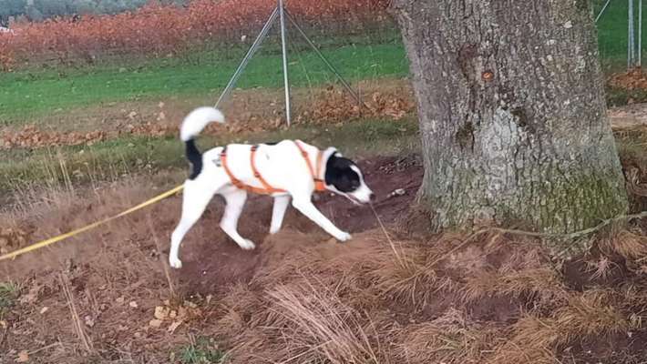 Club der Rumänen (Alle Hunde aus dem rumänischen Tierschutz, wo seid Ihr?)-Beitrag-Bild