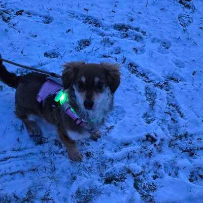 TierschutzhundeStammtisch🐕-Beitrag-Bild