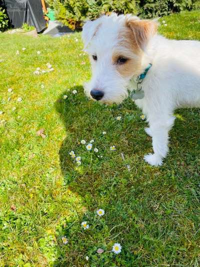 Die Dogorama Monats Challenge "Es grünt und blüht"-Beitrag-Bild