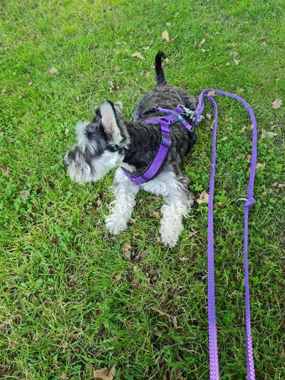 Zwergschnauzer gesucht-Beitrag-Bild