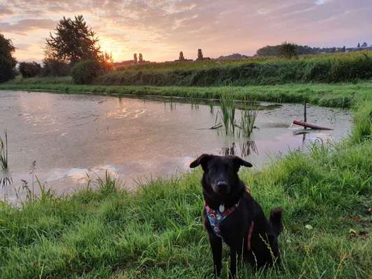 Die Dogorama Wochen Challenge-Beitrag-Bild