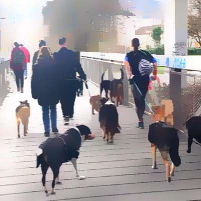 Hundetreffen-Hundetreffen jeden Dienstag in Zürich Schwammendingen-Bild