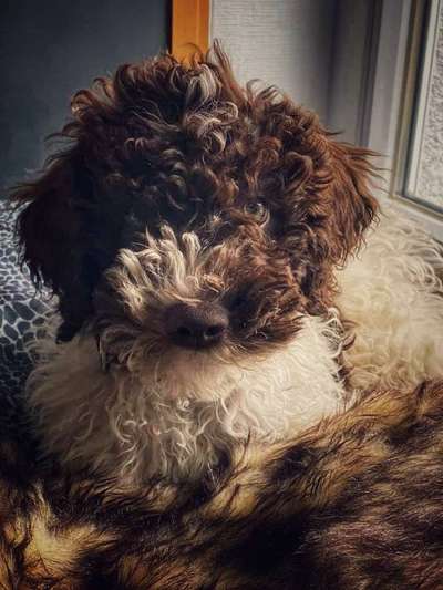 Lagotto Romagnolo Besitzer-Beitrag-Bild