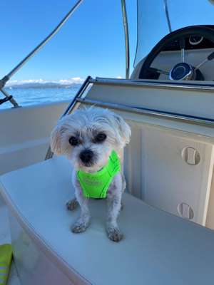 Wurfgeschwister gesucht.-Beitrag-Bild