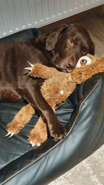 Labradorfans-Beitrag-Bild