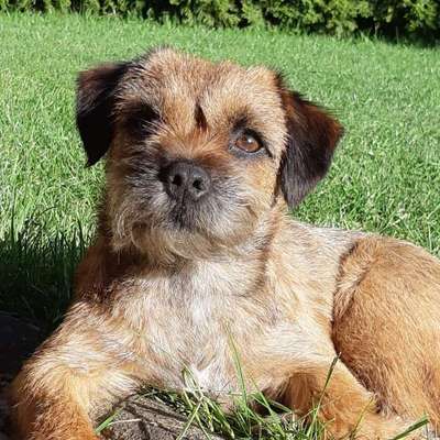 Hundetreffen-Spiel- und Frainigsfreunde finden-Bild