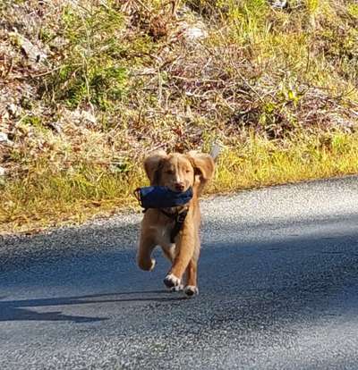 Nova Scotia Duck Tolling Retriever-Beitrag-Bild