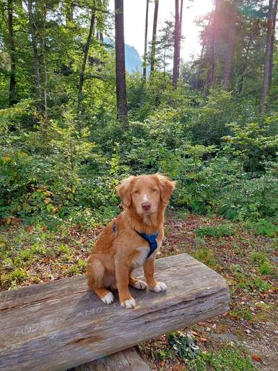 Die Dogorama Kalender Challenge Titelbild-Beitrag-Bild