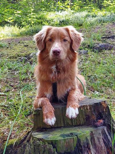 Nova Scotia Duck Tolling Retriever-Beitrag-Bild