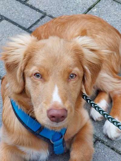 Seltene Rassen!-Beitrag-Bild