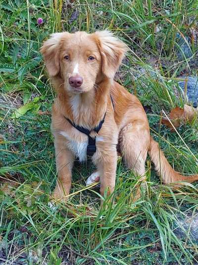 Nova Scotia Duck Tolling Retriever-Beitrag-Bild