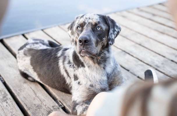 Hundetreffen-Social Walk-Bild