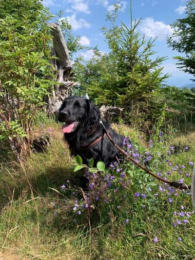 Die Dogorama Monats Challenge "Es grünt und blüht"-Beitrag-Bild