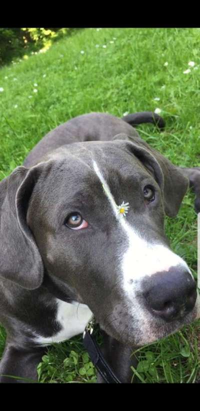 Die Dogorama Monats Challenge "Es grünt und blüht"-Beitrag-Bild