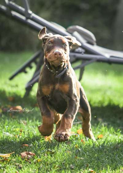 Welpen Bilder !-Beitrag-Bild