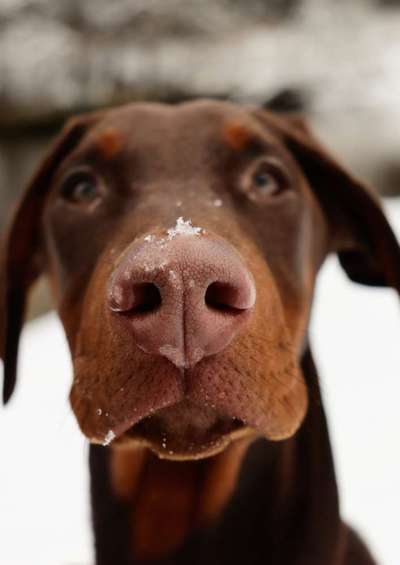 Foto's und Hundemodels-Beitrag-Bild