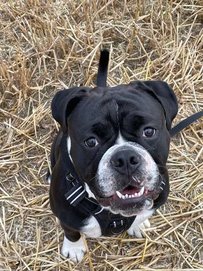 Seltene Rassen!-Beitrag-Bild