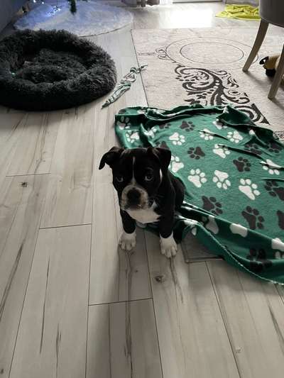 Welpen Bilder !-Beitrag-Bild