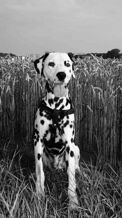 Unsere Fellnasen im Regenbogenland-Beitrag-Bild