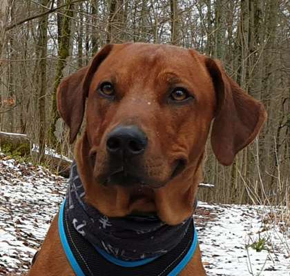 Rhodesian Ridgeback-Beitrag-Bild