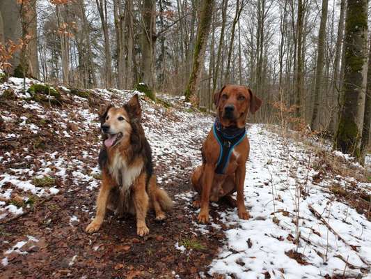 Rhodesian Ridgeback-Beitrag-Bild