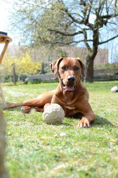 Rhodesian Ridgeback-Beitrag-Bild