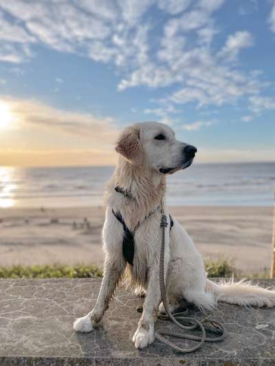 Hundetreffen-Gemeinsame Spiel- und Trainingsrunden-Bild