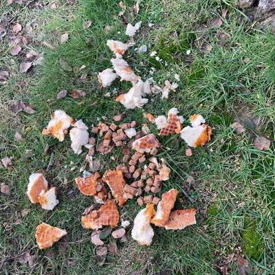 Giftköder-Giftköder!-Bild