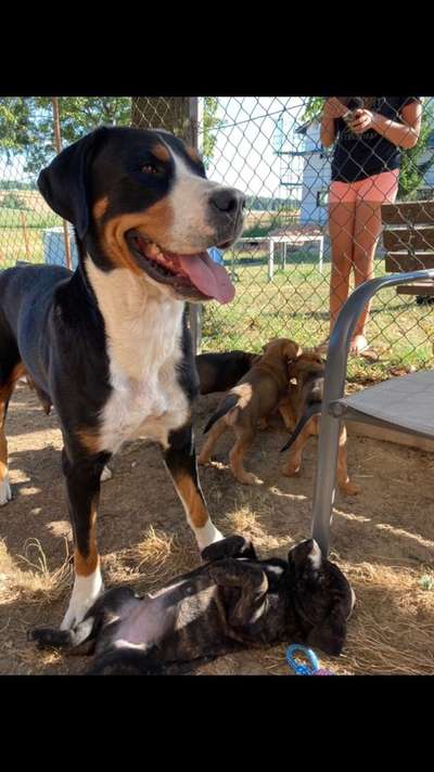 Welpen Bilder !-Beitrag-Bild