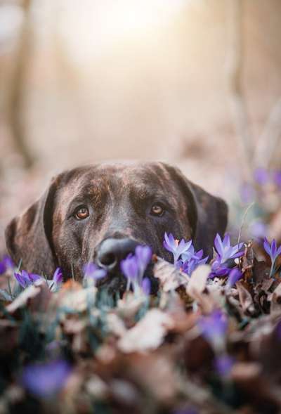 Dogorama Photo Challenge - Der Frühling kommt-Beitrag-Bild