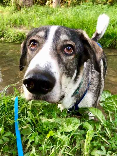 Dogorama-Monats-Challenge-Mai "Wasser"-Beitrag-Bild