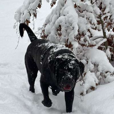 Hundetreffen-Gassi Runden und Spielen-Bild