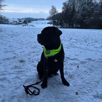 Hundetreffen-Gassi Runden und Spielen-Bild