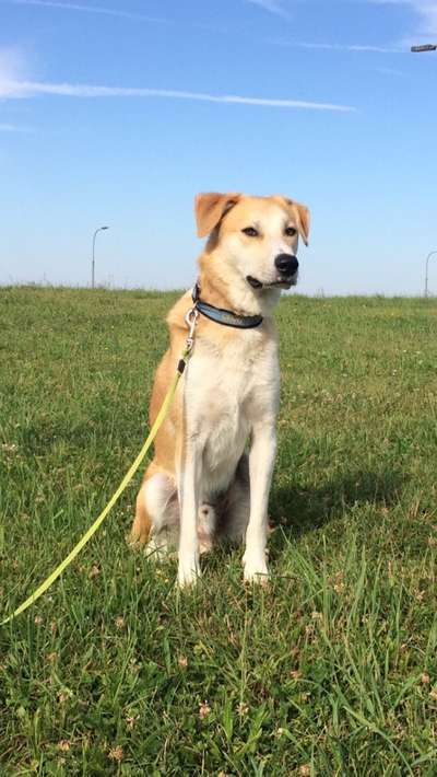 Welche Hunderasse-Beitrag-Bild